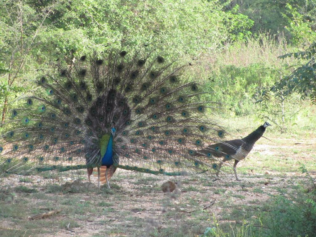 Peacock Land Hotel Tangalle Exterior foto